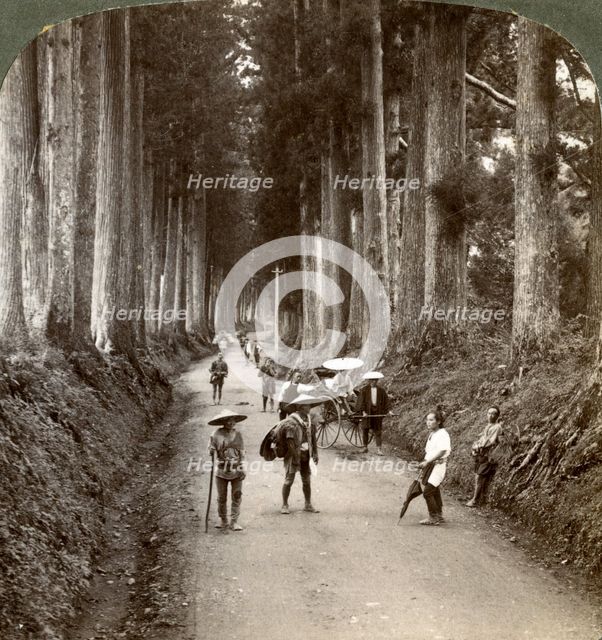 'The groves were God's first temples', avenue of noble cryptomerias at Nikko, Japan, 1904. Artist: Underwood & Underwood