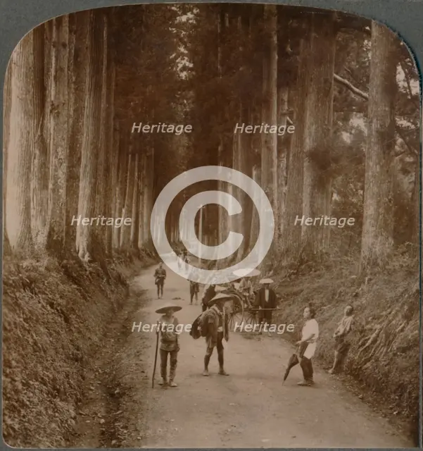 The groves were God's first temples - avenue of Cryptomeria, Nikko, Japan', 1904. Artist: Unknown.
