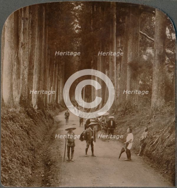 The groves were God's first temples - avenue of Cryptomeria, Nikko, Japan', 1904. Artist: Unknown.