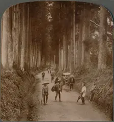 The groves were God's first temples - avenue of Cryptomeria, Nikko, Japan 1904