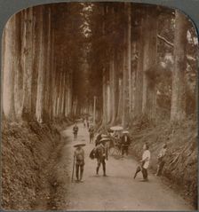 The groves were God's first temples - avenue of Cryptomeria, Nikko, Japan 1904