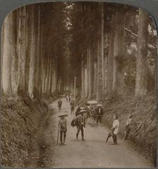 The groves were God's first temples - avenue of Cryptomeria, Nikko, Japan 1904