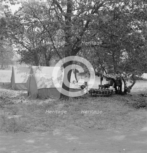 The grower provided clean tents and a shady..., near Grants Pass, Josephine County, Oregon, 1939. Creator: Dorothea Lange.