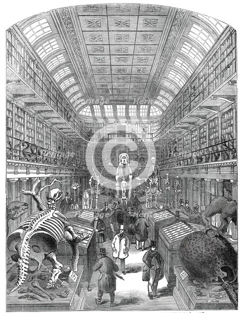 The Hunterian Museum, at the Royal College of Surgeons, 1845. Creator: Unknown.