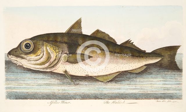 The Haddock, from A Treatise on Fish and Fish-ponds, pub. 1832 (hand coloured engraving)