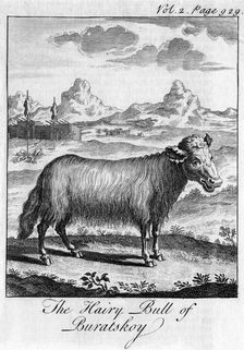 The Hairy Bull of Buratskoy c18th century
