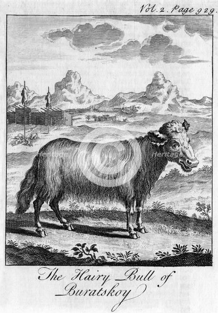 'The Hairy Bull of Buratskoy', c18th century. Artist: Unknown