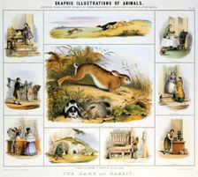 The Hare and the Rabbit c1850. Creator: Benjamin Waterhouse Hawkins