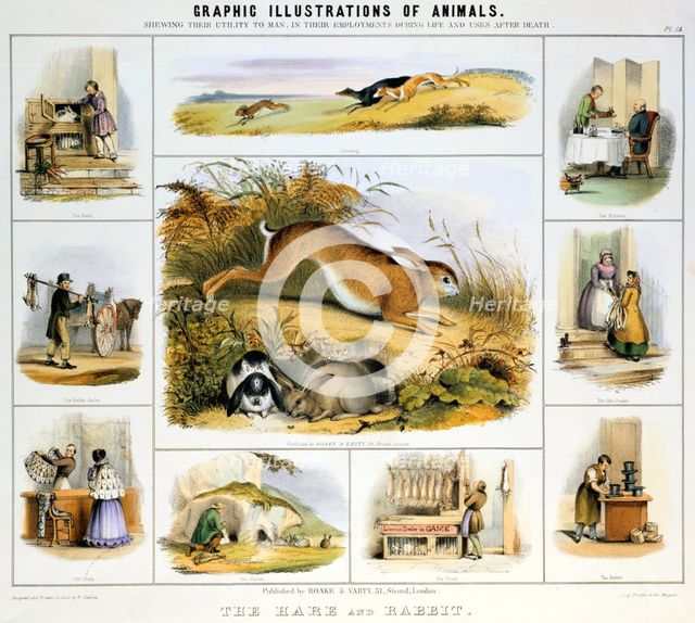 'The Hare and the Rabbit', c1850. Creator: Benjamin Waterhouse Hawkins.