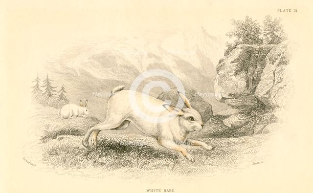 The Hare (Lepus europaeus), 1828. Creator: Unknown.