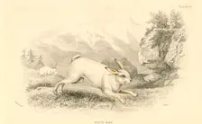 The Hare (Lepus europaeus), 1828. Creator: Unknown