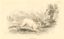 The Hare (Lepus europaeus), 1828. Creator: Unknown