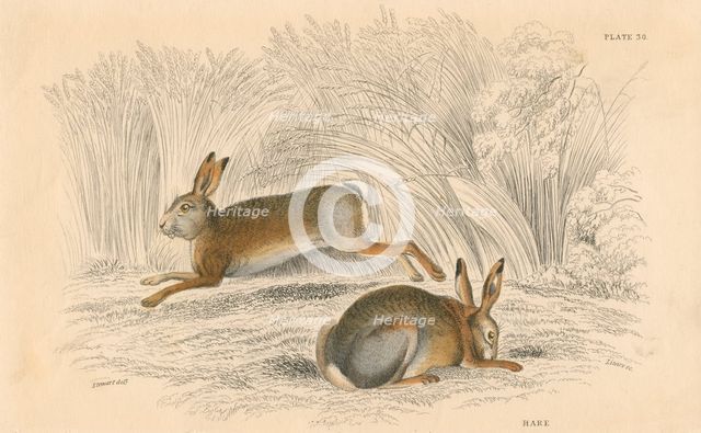 The Hare (Lepus europaeus), 1828. Creator: Unknown.
