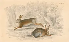 The Hare (Lepus europaeus), 1828. Creator: Unknown
