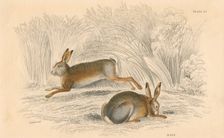 The Hare (Lepus europaeus), 1828. Creator: Unknown