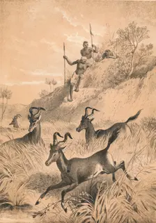 The Hartebeest c1880