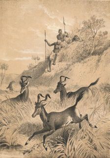 The Hartebeest c1880