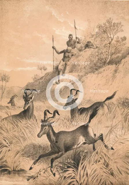 'The Hartebeest', c1880. Artist: Unknown.
