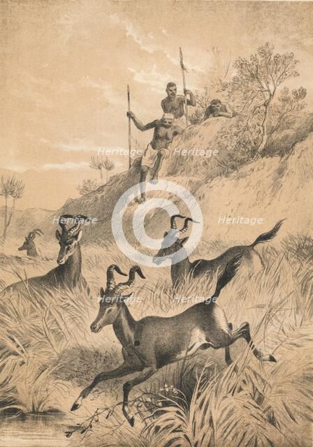 'The Hartebeest', c1880. Artist: Unknown.