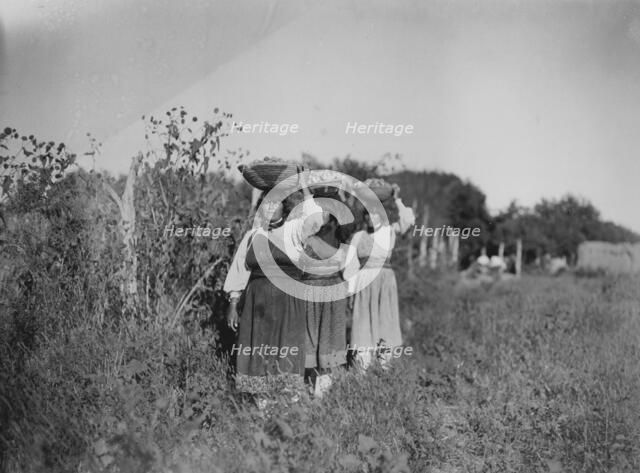 The Harvest-San Juan, c1905. Creator: Edward Sheriff Curtis.