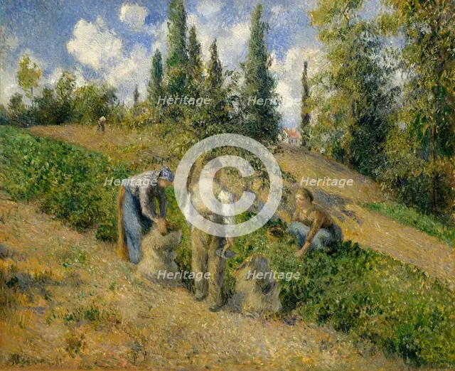 The Harvest, Pontoise (La Récolte, Pontoise), 1881. Creator: Camille Pissarro.