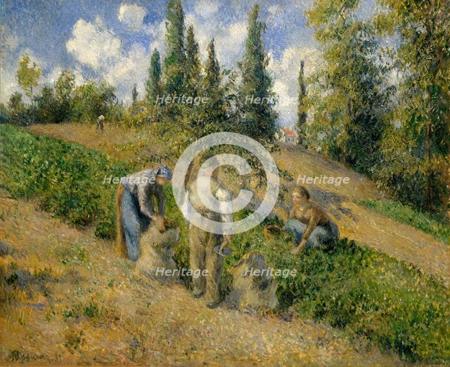 The Harvest, Pontoise (La Récolte, Pontoise), 1881. Creator: Camille Pissarro.