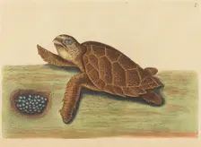 The Hawks-bill Turtle (Testudo caretta), published 1731-1743. Creator: Mark Catesby