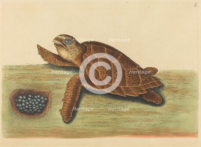 The Hawks-bill Turtle (Testudo caretta), published 1731-1743. Creator: Mark Catesby.