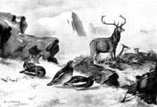 The Haunt of the Ptarmigan, 1898. Creators: Unknown, Henry Stannard