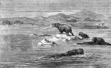 The Haunt of the Sea-Cow; Life in a South African Colony 1875. Creator: Unknown