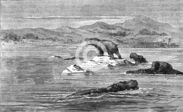 'The Haunt of the Sea-Cow; Life in a South African Colony', 1875. Creator: Unknown.