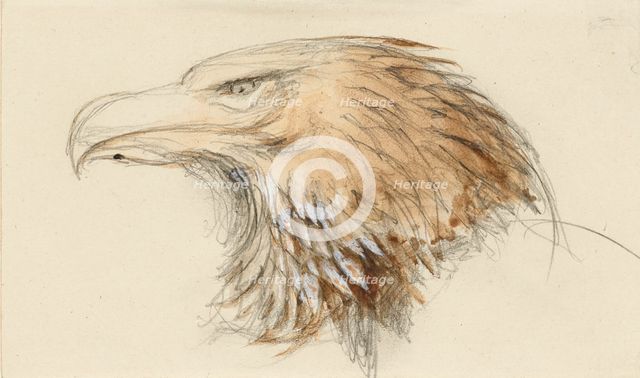 The Head of a common Golden Eagle, from Life, 8 - 11 September 1870. Creator: John Ruskin.
