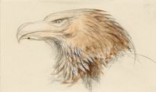 The Head of a common Golden Eagle, from Life, 8 - 11 September 1870. Creator: John Ruskin