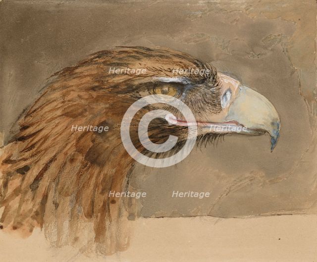 The Head of a common Golden Eagle, from Life, 8 - 11 September 1870. Creator: John Ruskin.