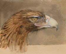 The Head of a common Golden Eagle, from Life, 8 - 11 September 1870. Creator: John Ruskin
