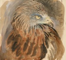 The Head of a Kite, from Life, 30 August - 1 September 1870. Creator: John Ruskin
