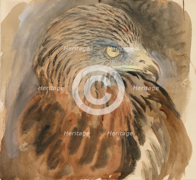 The Head of a Kite, from Life, 30 August - 1 September 1870. Creator: John Ruskin.