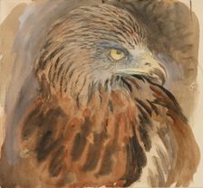 The Head of a Kite, from Life, 30 August - 1 September 1870. Creator: John Ruskin