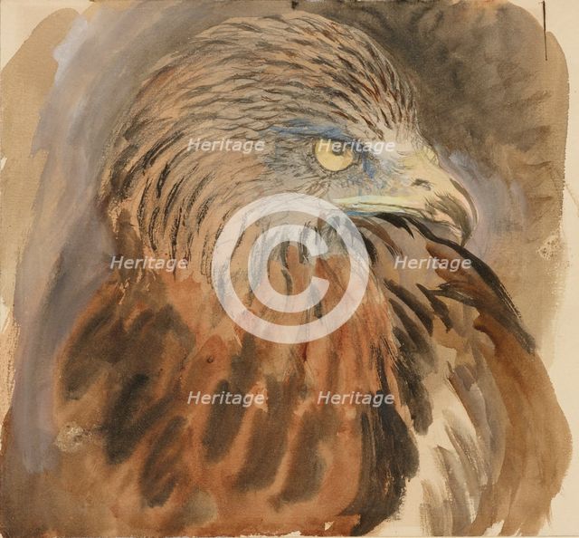 The Head of a Kite, from Life, 30 August - 1 September 1870. Creator: John Ruskin.