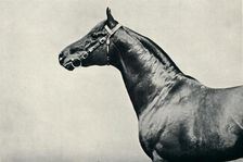 The head of thoroughbred racehorse, Radium, c1910