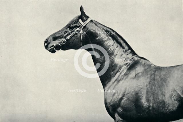 The head of thoroughbred racehorse, Radium, c1910. Artist: Unknown