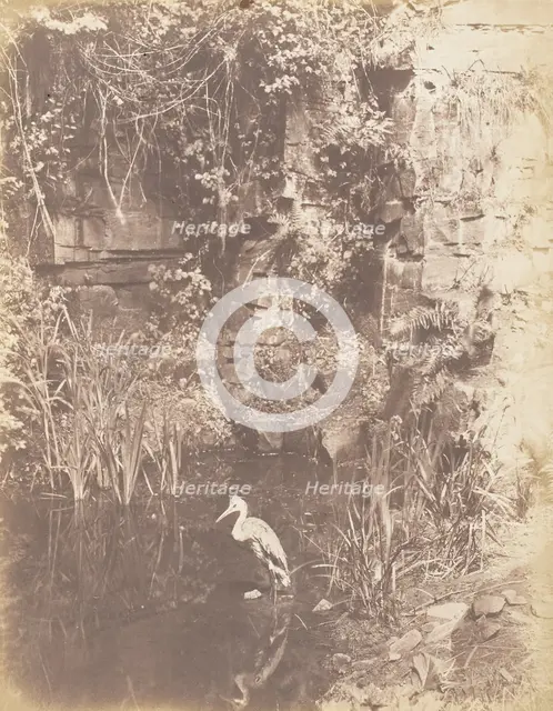 The Heron, 1853-56. Creator: John Dillwyn Llewelyn.