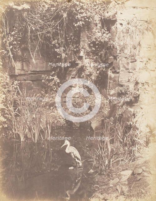 The Heron, 1853-56. Creator: John Dillwyn Llewelyn.