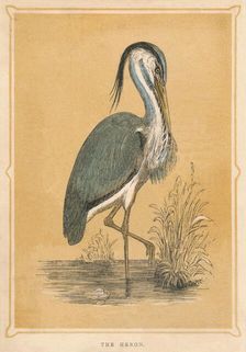 The Heron (Ardeidae), c1850, (1856)