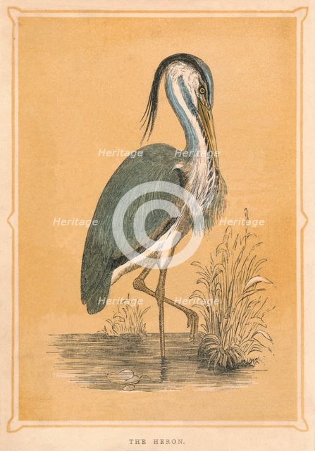 'The Heron', (Ardeidae), c1850, (1856). Artist: Unknown.