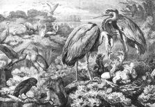 The Heronry at Didlington Park, Norfolk, 1868. Creator: Unknown