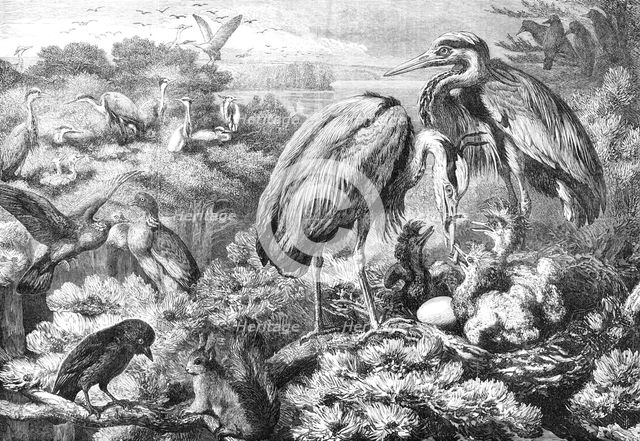 The Heronry at Didlington Park, Norfolk, 1868. Creator: Unknown.
