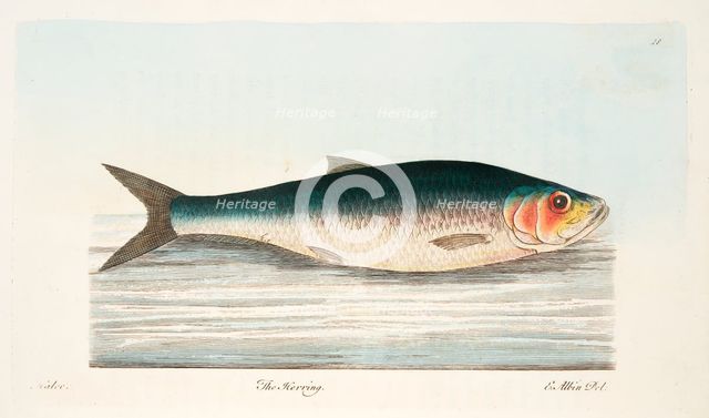 The Herring, from A Treatise on Fish and Fish-ponds, pub. 1832 (hand coloured engraving)