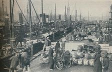 The Herring Season in Full Swing 1937