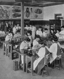 The higher education of women in Japan, 1910